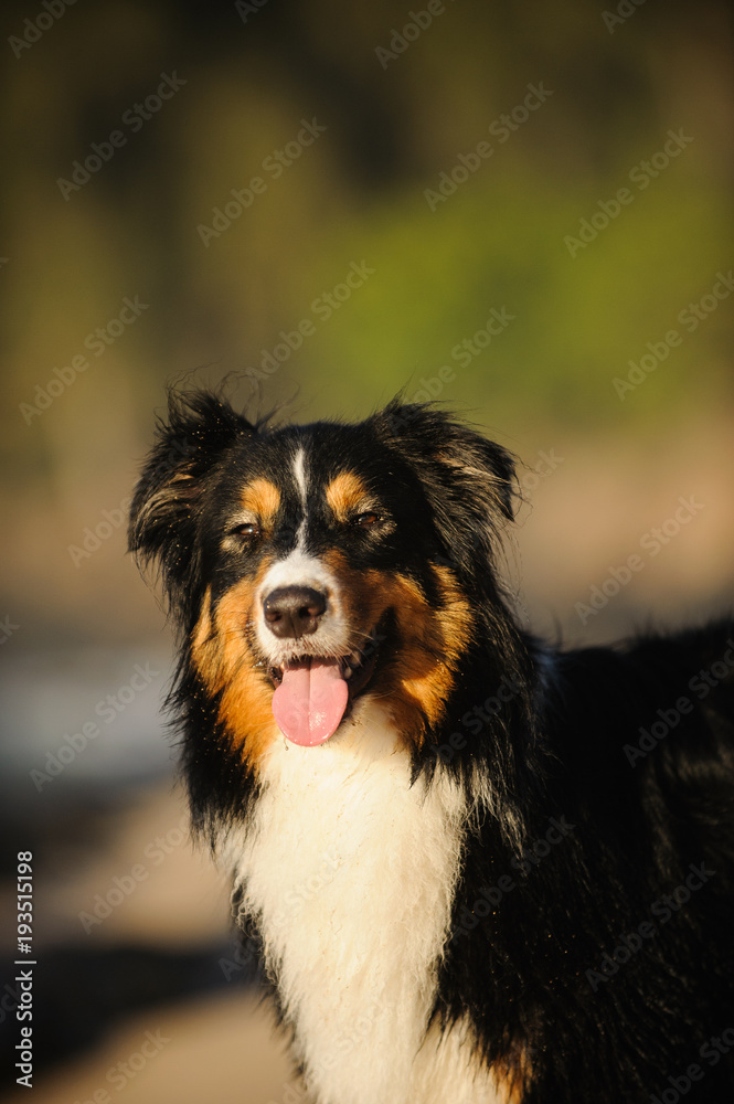 Australian Shepherd dog outdoor portrait Australian Shepherd dog outdoor portrait
