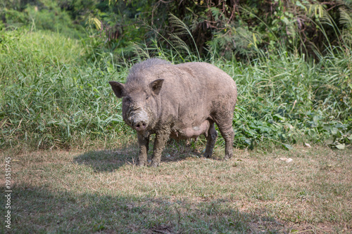 wild boar at the cage