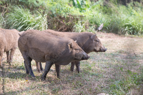 wild boar at the cage