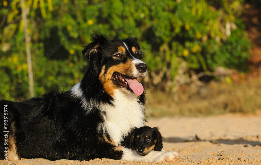 Australian Shepherd dog lying down with Miniature Dachshund puppy in between legs on beach with nature