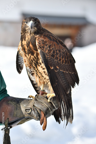 ハリスホークHarris's Hawk