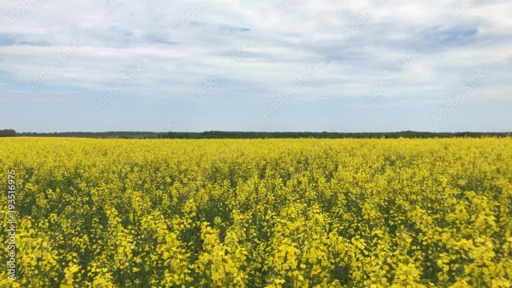 Big field of yellow oilseed rape flowers Big field of yellow oilseed rape flowers