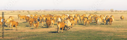 Herd of cows is grazing in the steppe of Hungary © JackF