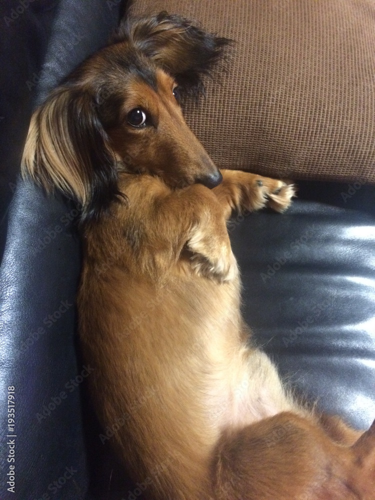 ソファでくつろぐ犬 小型犬 犬 室内犬 ミニチュアダックス Stock Photo Adobe Stock ソファでくつろぐ犬 小型犬 犬 室内犬 ミニチュアダックス Stock Photo Adobe Stock