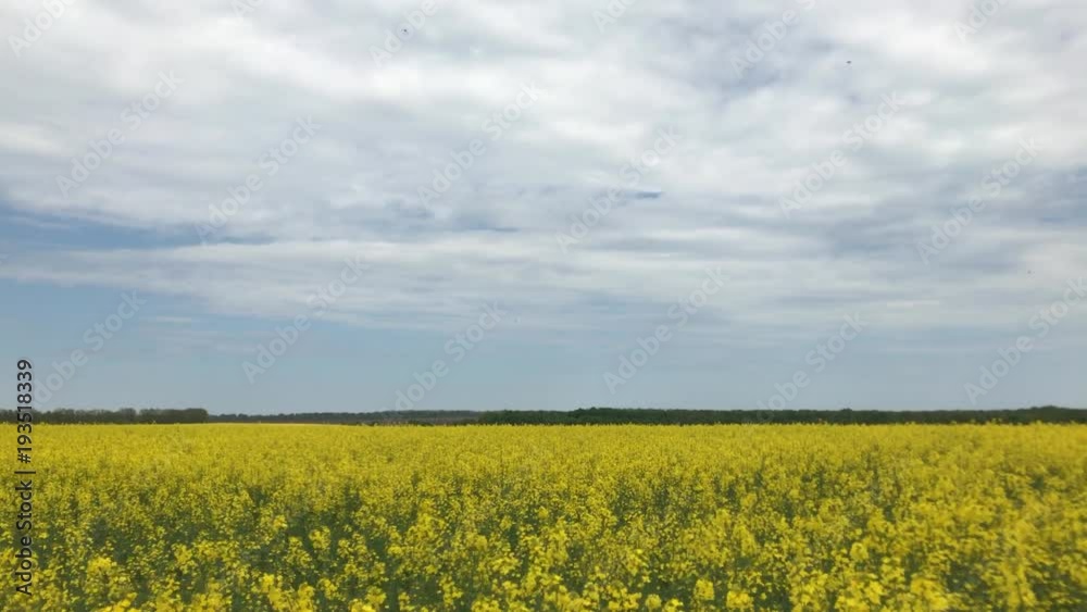 Panning of beautifully yellow oilseed rape flowers in the field Panning of beautifully yellow oilseed rape flowers in the field