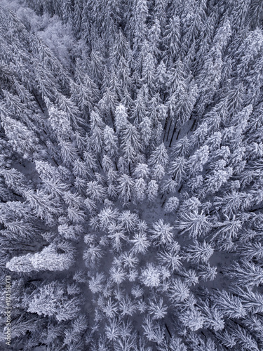 Overhead view of snow covered trees in the wilderness
