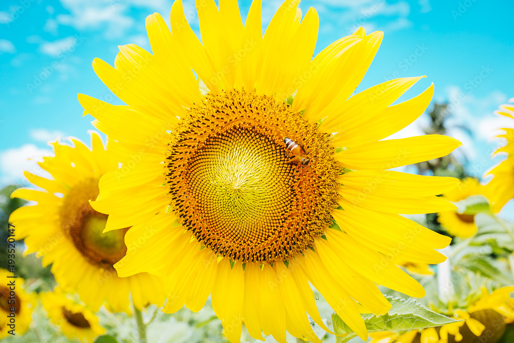 sunflower field over cloudy blue sky and bright sun lights sunflower field over cloudy blue sky and bright sun lights