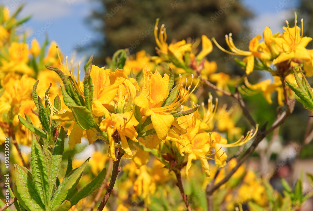 Yellow Rodedendron The Japanese yellow deciduous rhododendron (Rhododendron molle ...