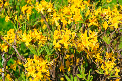 The Japanese yellow deciduous rhododendron (Rhododendron molle japonicum) © aleoks