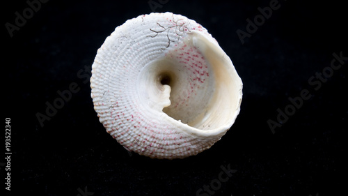 sea shell