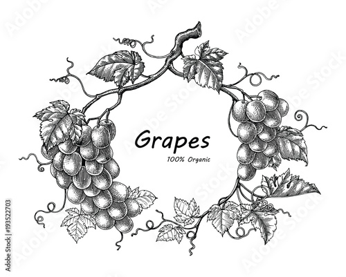 Grapes frame hand drawing vintage engraving illustration