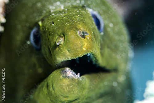 Eel underwater while scuba diving close up of teeth and eyes