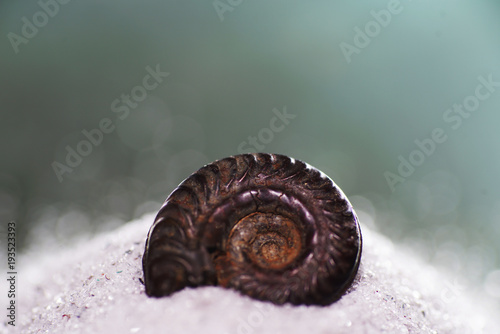 Versteinerung eines Ammonit mehrere Millionen Jahre alt bei uns auch Kopffüßler genannt 