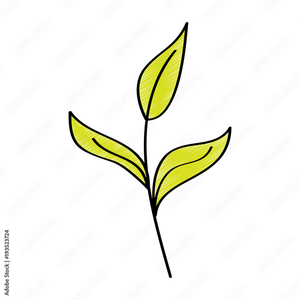 branch leaves plant natural botanical icon vector illustration drawing design color branch leaves plant natural botanical icon vector illustration drawing design color