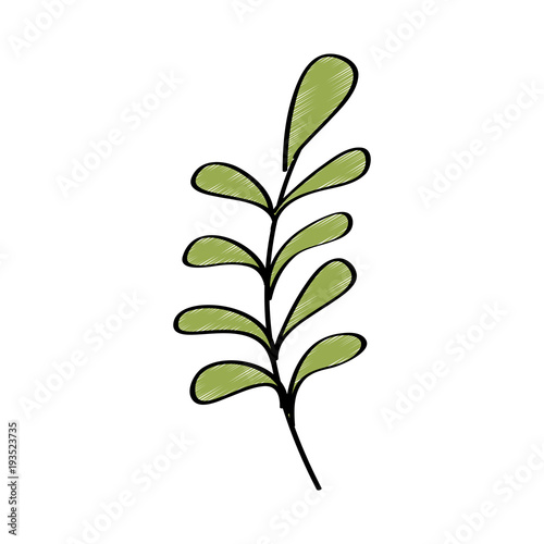 branch leaves plant natural botanical icon vector illustration drawing design color