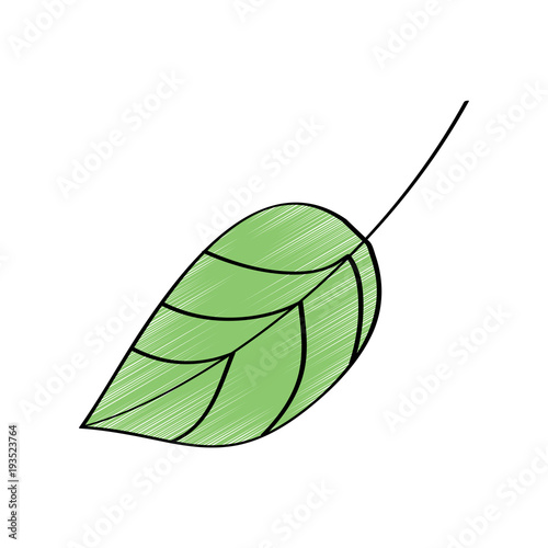 leaf foliage botany frond natural icon vector illustration drawing design color