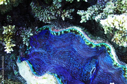 Bright Blue Giant Clam