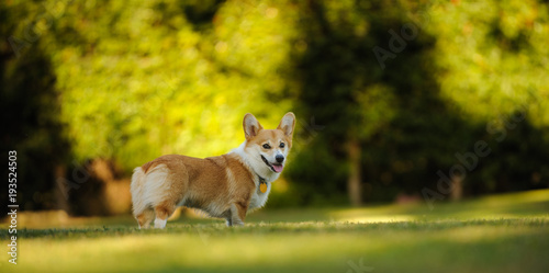 Photography Welsh Pembroke Corgi standing on park grass