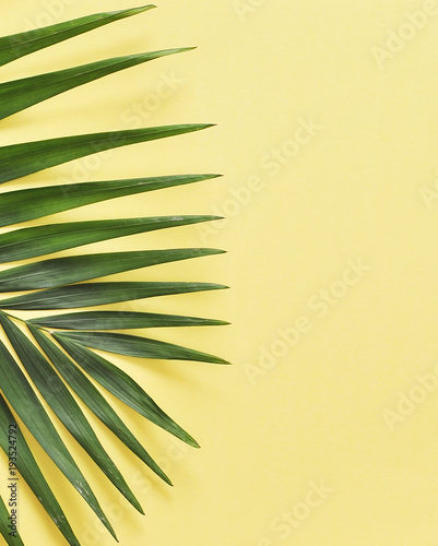 Green palm leaf on yellow background
