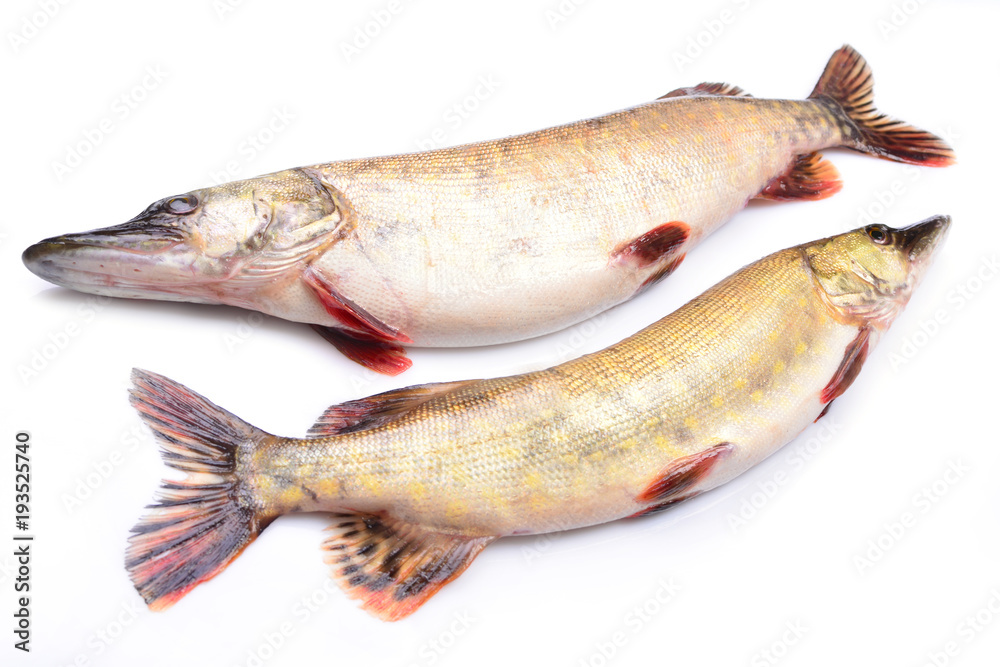 Fish pike on a white background Fish pike on a white background