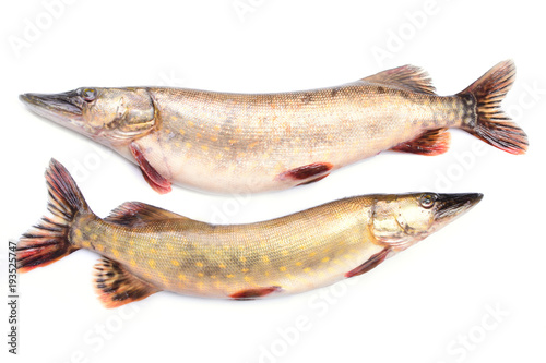 Fish pike on a white background