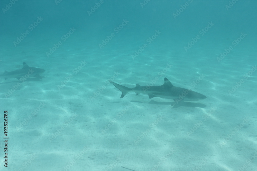 Fototapeta premium shark underwater while scuba diving in Tahiti