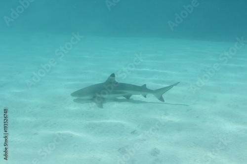 shark underwater while scuba diving in Tahiti