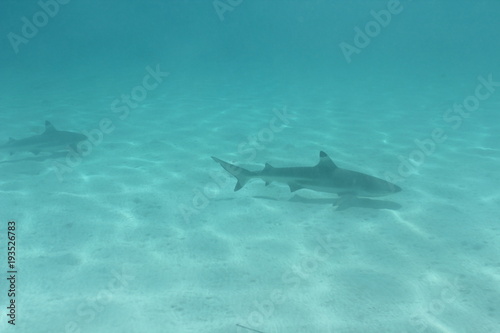 shark underwater while scuba diving in Tahiti © Lindsey