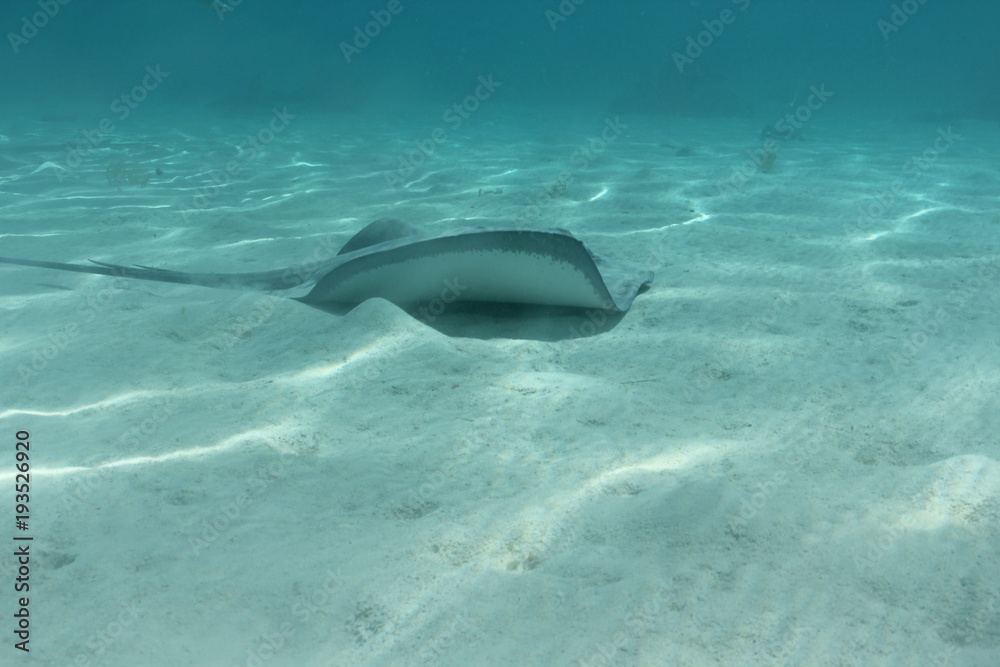 Obraz premium sting ray underwater while scuba diving in Tahiti