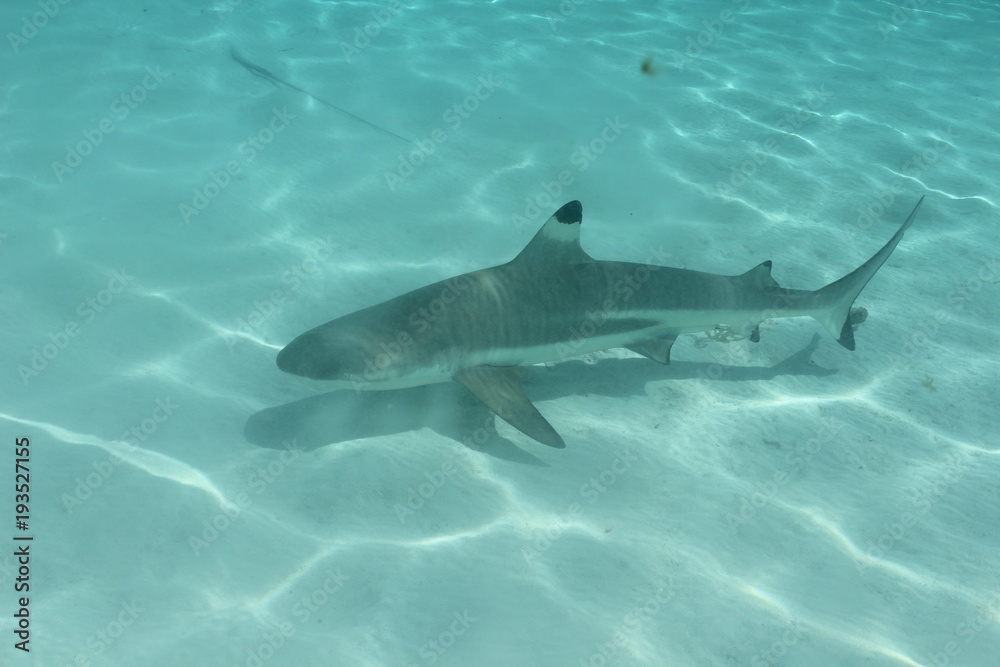 Fototapeta premium shark underwater while scuba diving in Tahiti