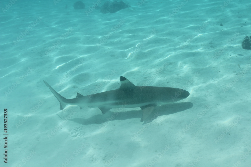 Fototapeta premium shark underwater while scuba diving in Tahiti