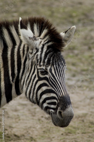 Zebra © toeppefotografie