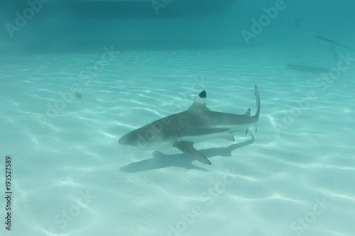 shark underwater while scuba diving in Tahiti
