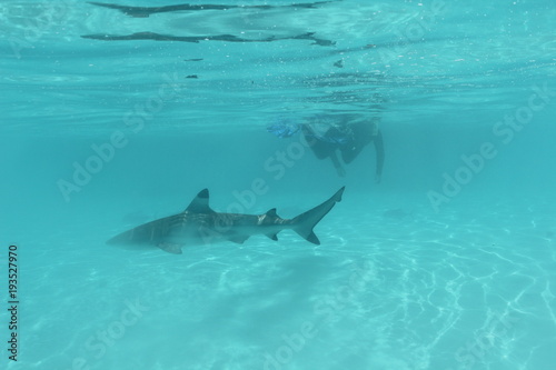 shark underwater while scuba diving in Tahiti © Lindsey