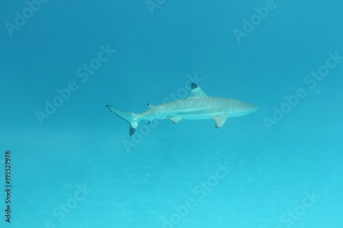 shark underwater while scuba diving in Tahiti
