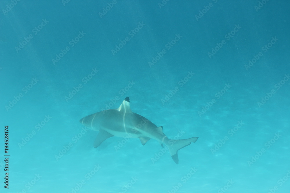 Obraz premium shark underwater while scuba diving in Tahiti