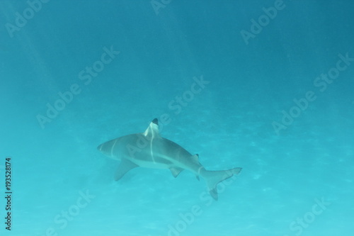 shark underwater while scuba diving in Tahiti