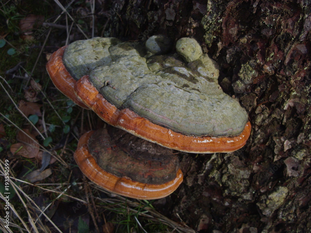 Pilz Baumpilz Schwammerl Xylobiont Stock Photo | Adobe Stock