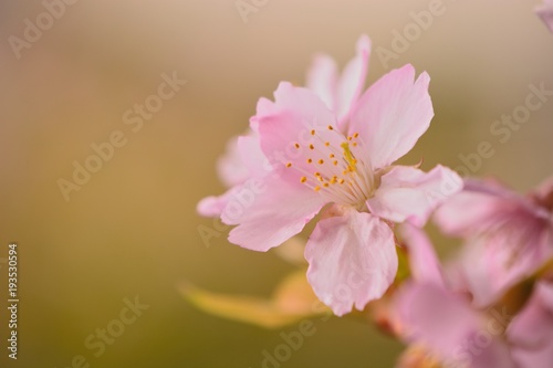 Fototapeta Naklejka Na Ścianę i Meble -  桜の花　-　日本の春