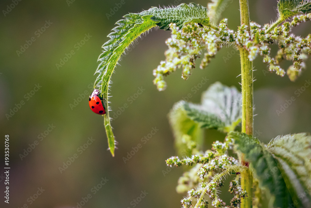 Obraz premium on sheet of nettle crawls ladybug, fine summer day, life of insects
