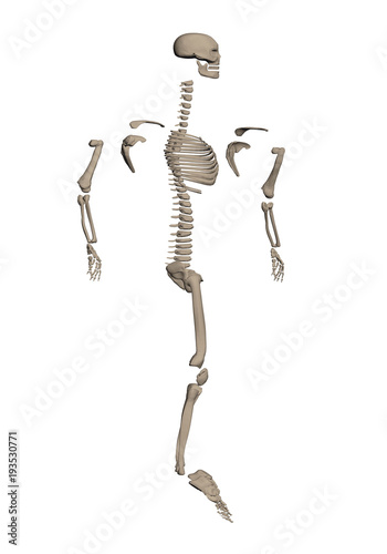 Skeleton dismantled on bone