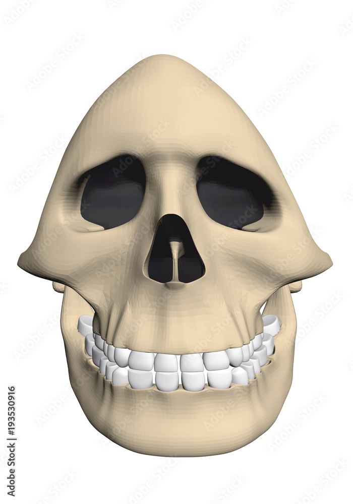 Skull Skull