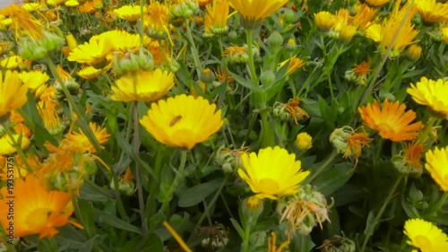 Calendula officinalis flowers sliding shot