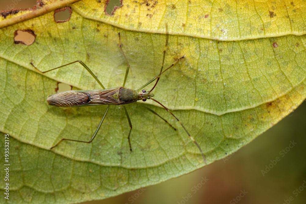 Image of Lesser Rice Bug (Leptocorisa acuta) on green leaves. Alydidae. Insect, Animal. Image of Lesser Rice Bug (Leptocorisa acuta) on green leaves. Alydidae. Insect, Animal.