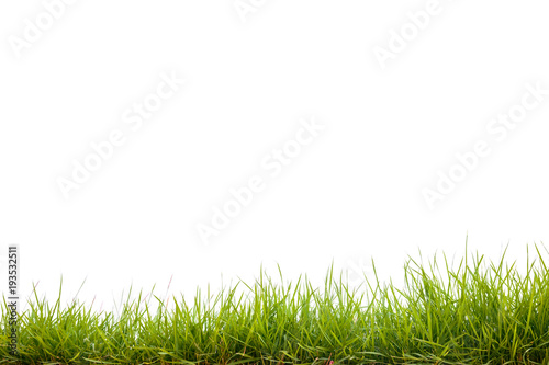 green grass on white background