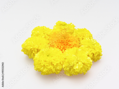 Yellow and orange marigold flat laid in flower shape isolated on white background