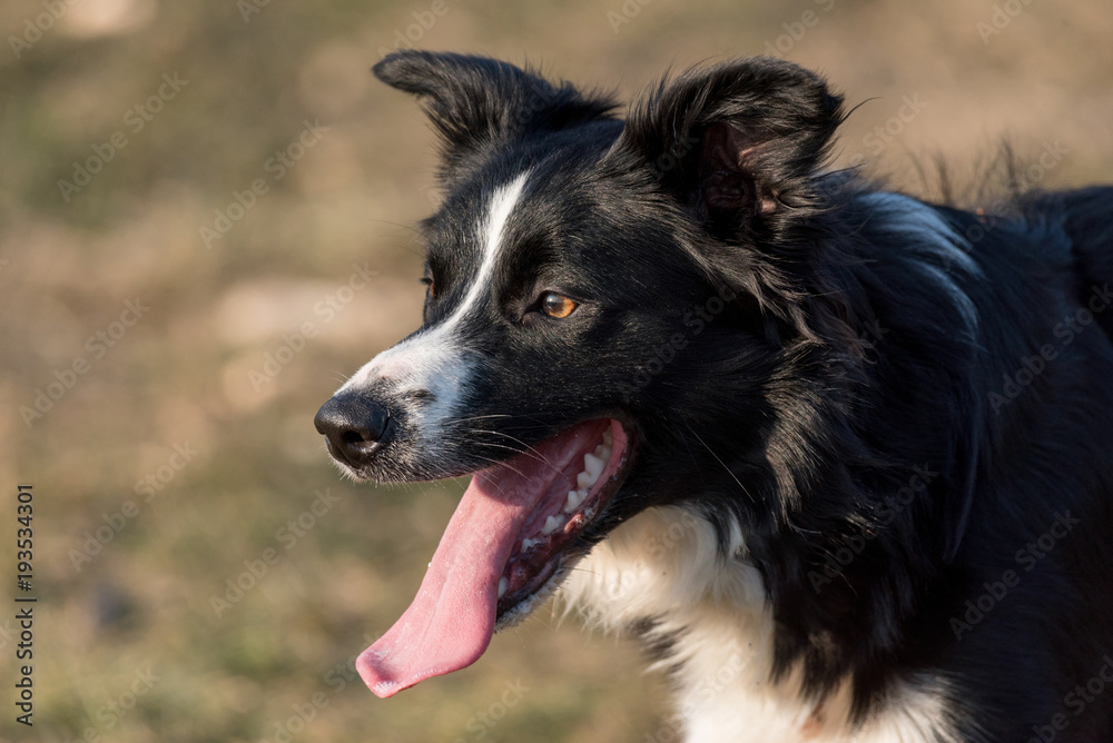 Portrait of young beautiful Border Collie dog outdoor