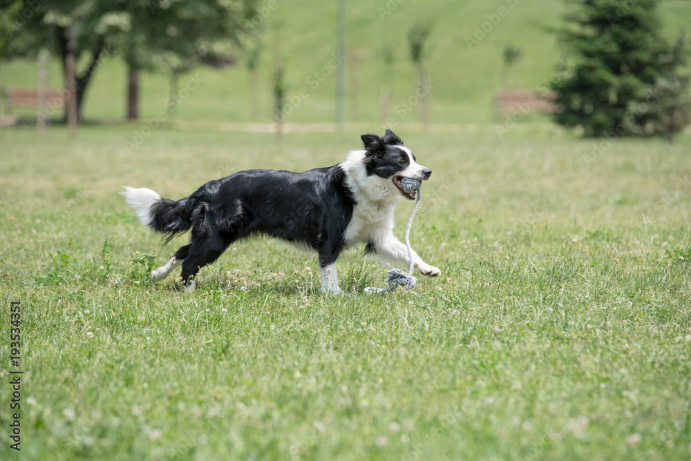 Border Collie dog running outside in the park. Selective focus Border Collie dog running outside in the park. Selective focus