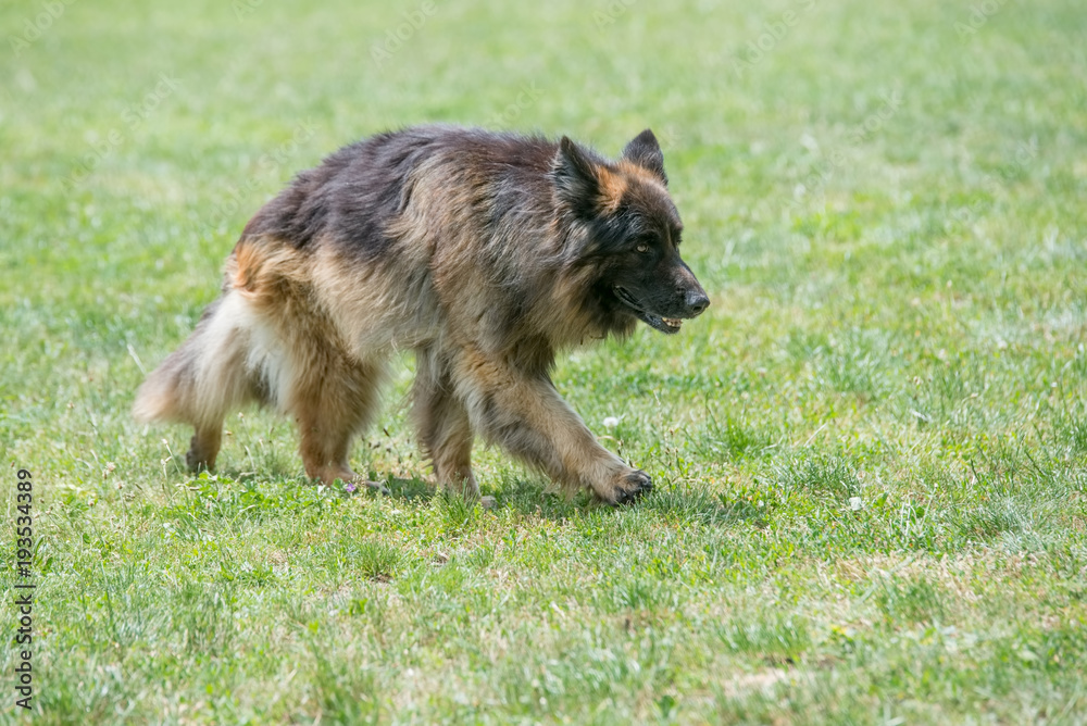 German Shepherd Running Through the Grass German Shepherd Running Through the Grass