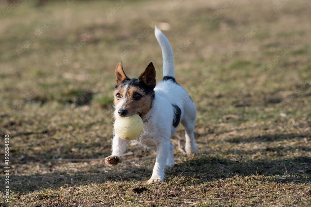 Small funny dog Jack Russel terier catching ball on the green grass. Small funny dog Jack Russel terier catching ball on the green grass.